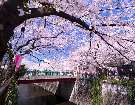 Sakura Season Japan